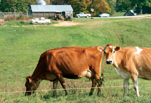 Cows on pasture