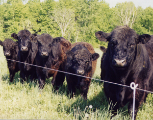 Cows on pasture