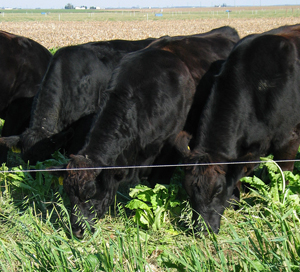 Beef cows on pasture