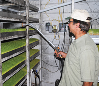 Watering trays of barley sprouts