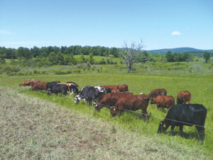 Cattle on pasture