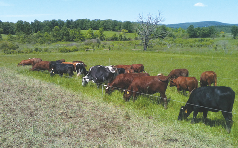 Van Amburgh heifers and dry cows