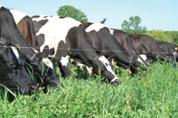 Cows grazing green pastures