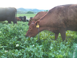 Cows graze on the Van Amburgh farm