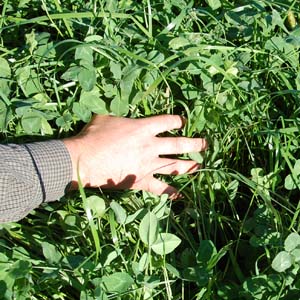 Hand on pasture