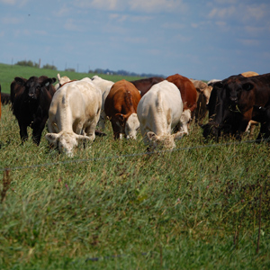 Cows on pasture