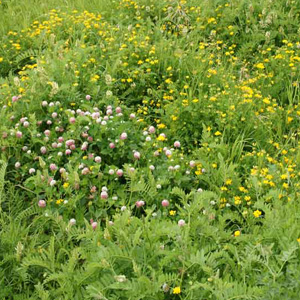 Pasture grasses and legumes